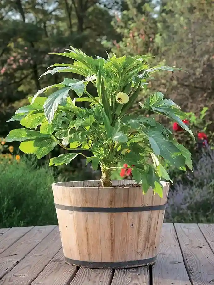 21 Best Vegetables for Bucket Gardening 20