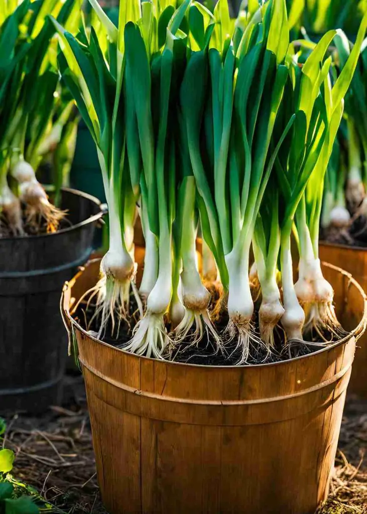 17 Surprising Foods You Can Grow in 5 Gallon Buckets (You’ll Be Shocked!) 21