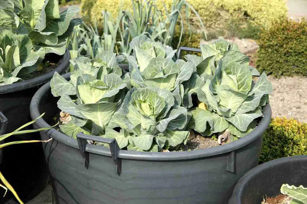21 Best Vegetables for Bucket Gardening 18