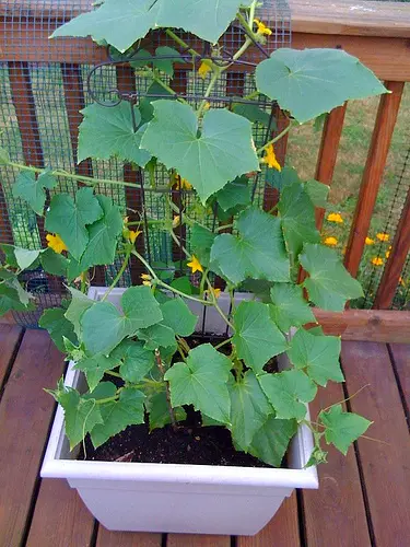 21 Best Vegetables for Bucket Gardening 9