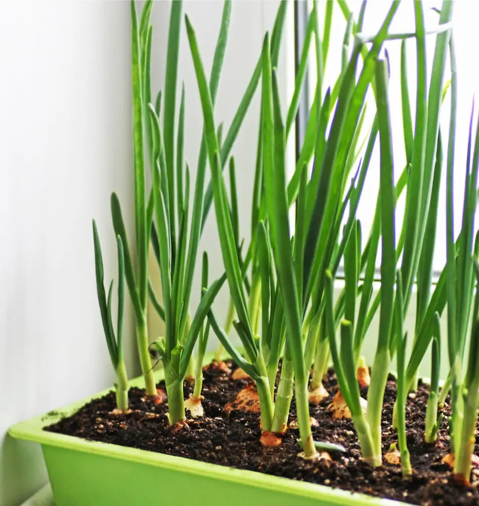 21 Best Vegetables for Bucket Gardening 8