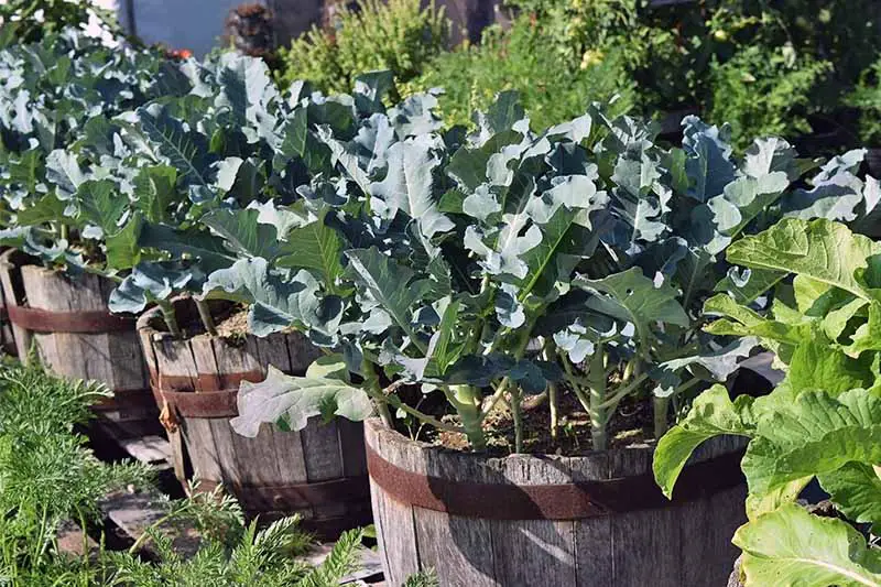 21 Best Vegetables for Bucket Gardening 17
