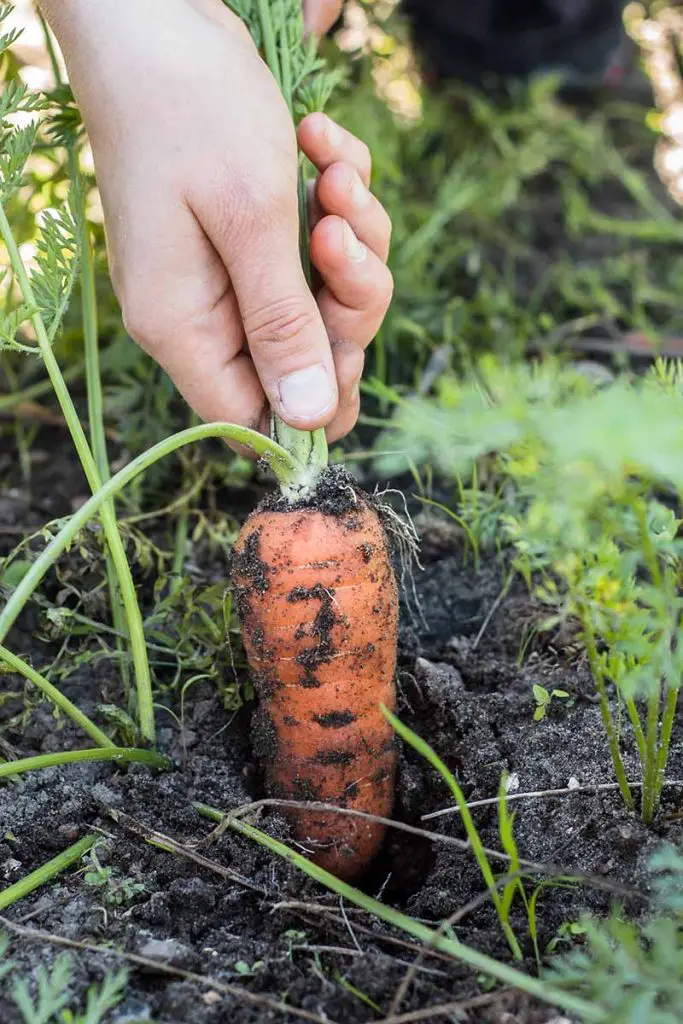 21 Best Vegetables for Bucket Gardening 6