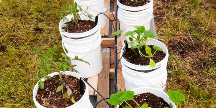 21 Best Vegetables for Bucket Gardening 2