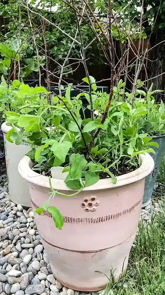 21 Best Vegetables for Bucket Gardening 14