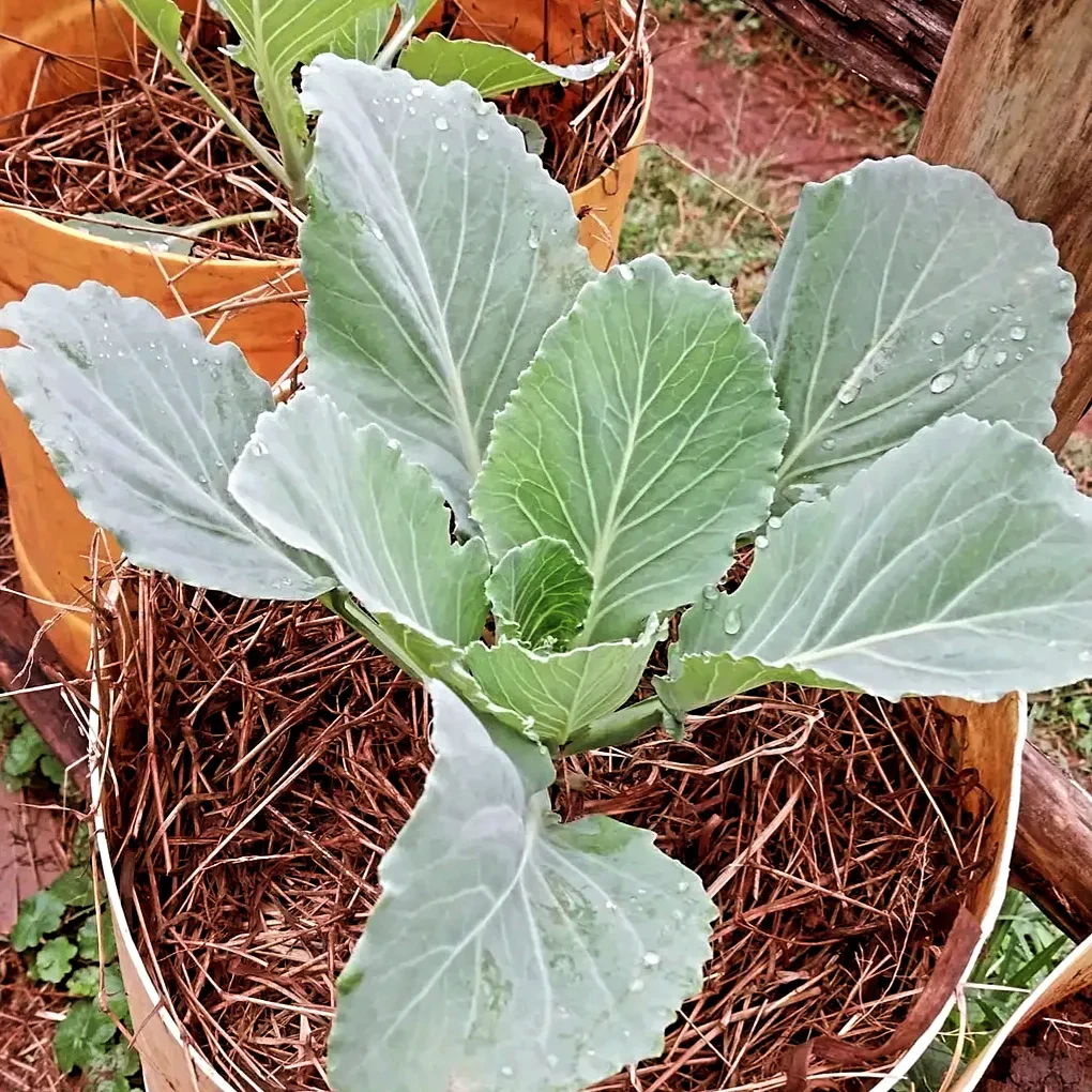 17 Surprising Foods You Can Grow in 5 Gallon Buckets (You’ll Be Shocked!) 25