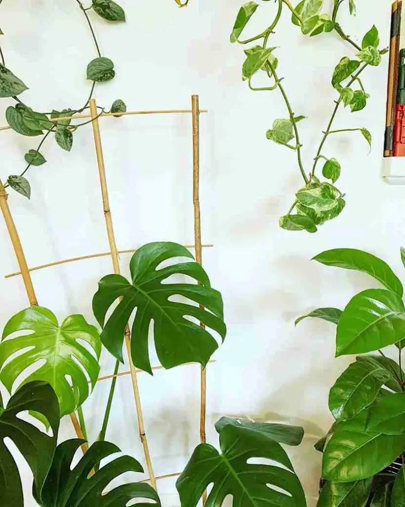 17 Bedroom with Plants Ideas to Transform Your Space 9 17 Bedroom with Plants Ideas to Transform Your Space 8