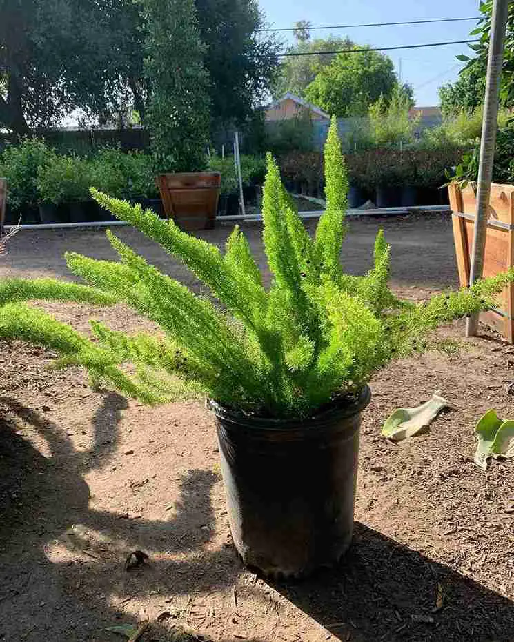 17 Foxtail Fern Ideas to Transform Your Home and Garden 6