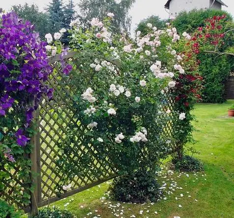 25 Vertical Garden Ideas to Elevate Your Space 5