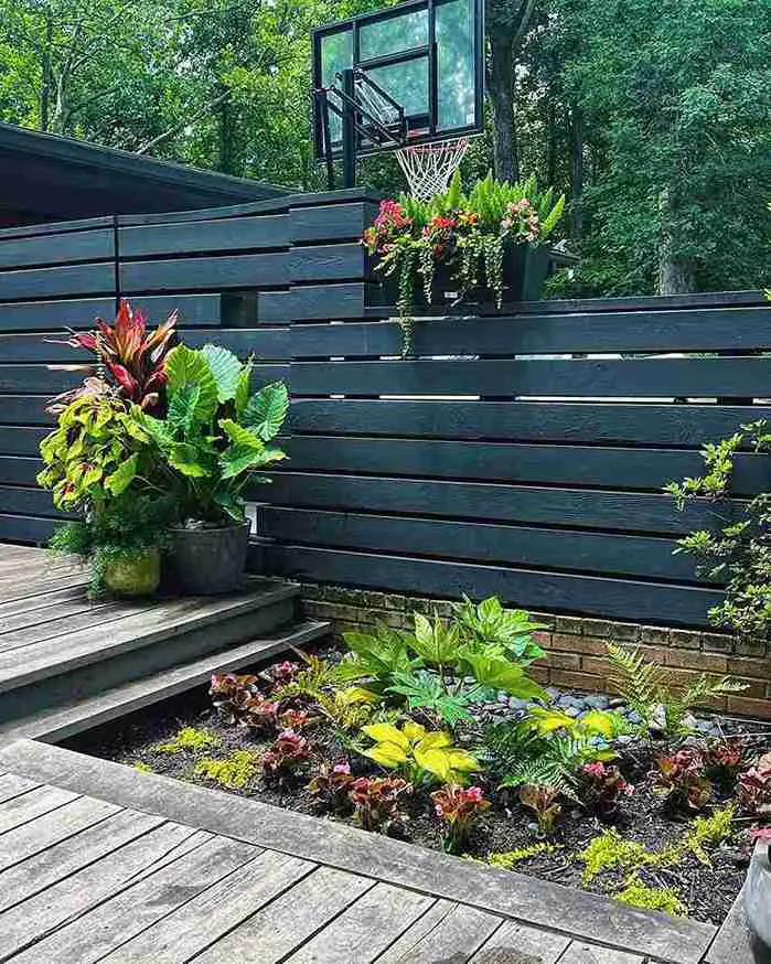 17 Foxtail Fern Ideas to Transform Your Home and Garden 8