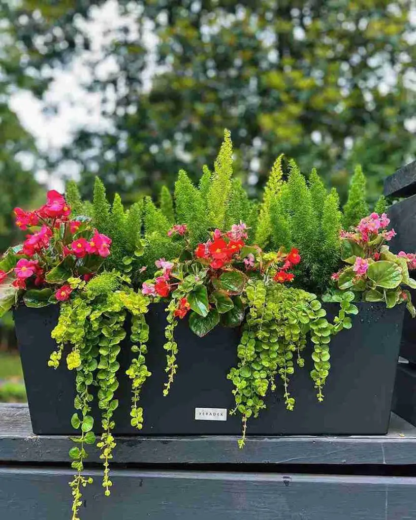 17 Foxtail Fern Ideas to Transform Your Home and Garden 12