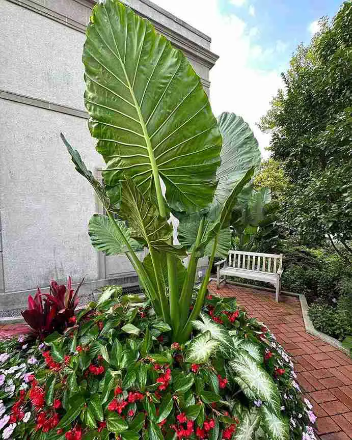 My 11 Favorite Tropical Plants to Create Your Dream Indoor Jungle Oasis 9 My 11 Favorite Tropical Plants to Create Your Dream Indoor Jungle Oasis 7