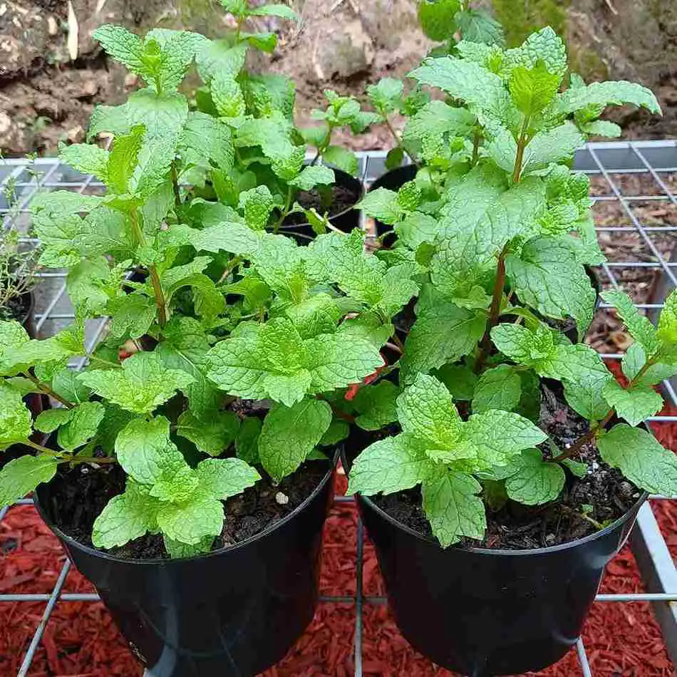 17 Surprising Foods You Can Grow in 5 Gallon Buckets (You’ll Be Shocked!) 6
