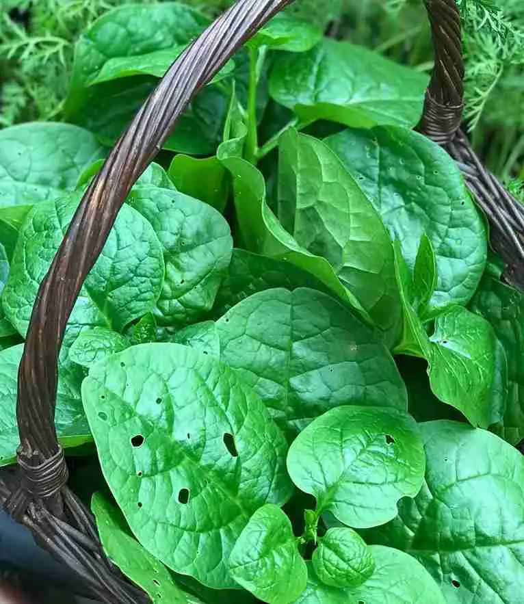 17 Surprising Foods You Can Grow in 5 Gallon Buckets (You’ll Be Shocked!) 11