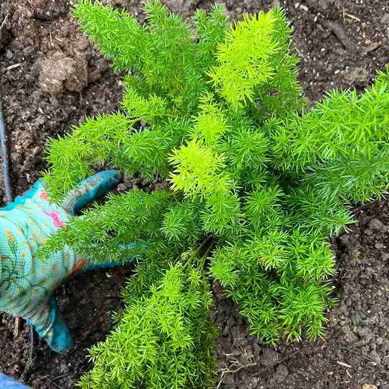 17 Foxtail Fern Ideas to Transform Your Home and Garden 11