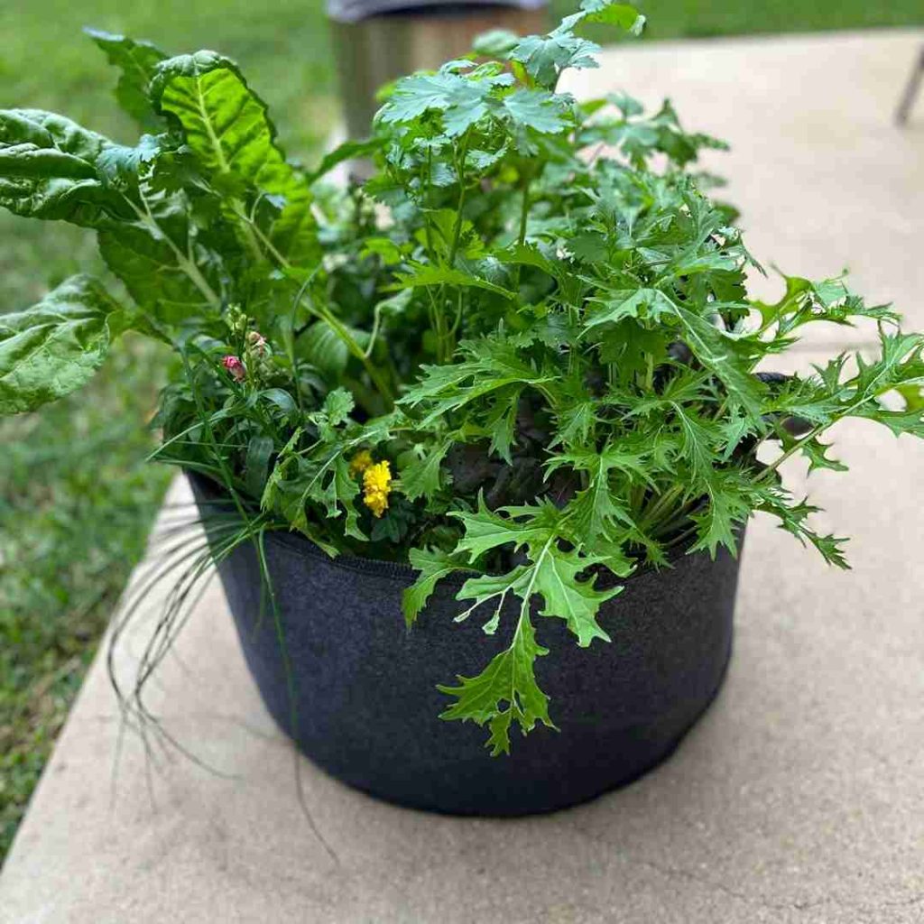 17 Surprising Foods You Can Grow in 5 Gallon Buckets (You’ll Be Shocked!) 3