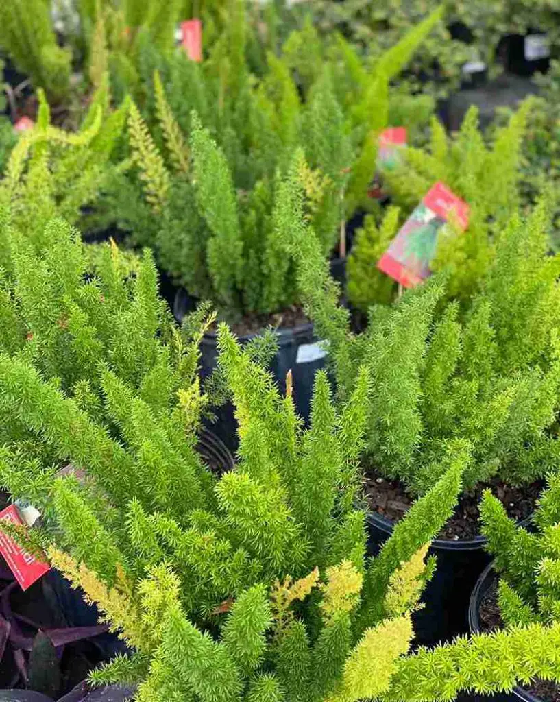 17 Foxtail Fern Ideas to Transform Your Home and Garden 16