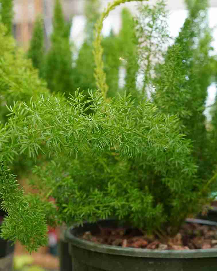 17 Foxtail Fern Ideas to Transform Your Home and Garden 3