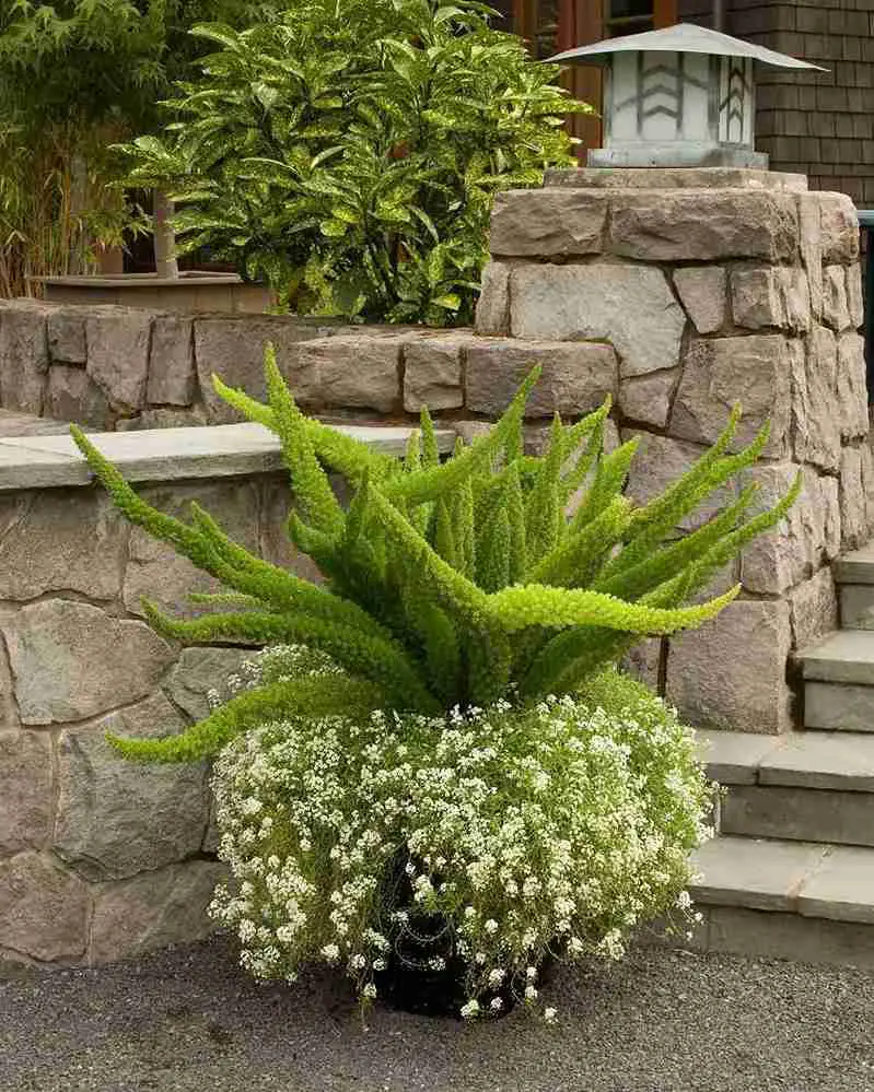 17 Foxtail Fern Ideas to Transform Your Home and Garden 4