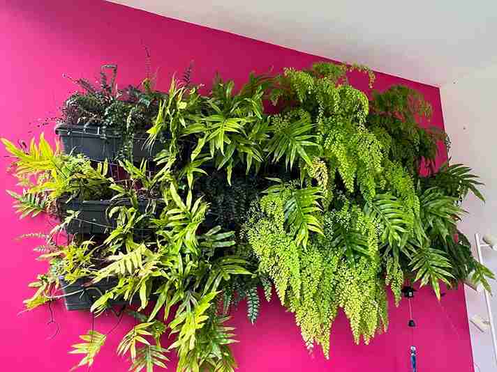 17 Foxtail Fern Ideas to Transform Your Home and Garden 17