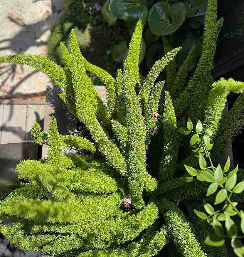 17 Foxtail Fern Ideas to Transform Your Home and Garden 7