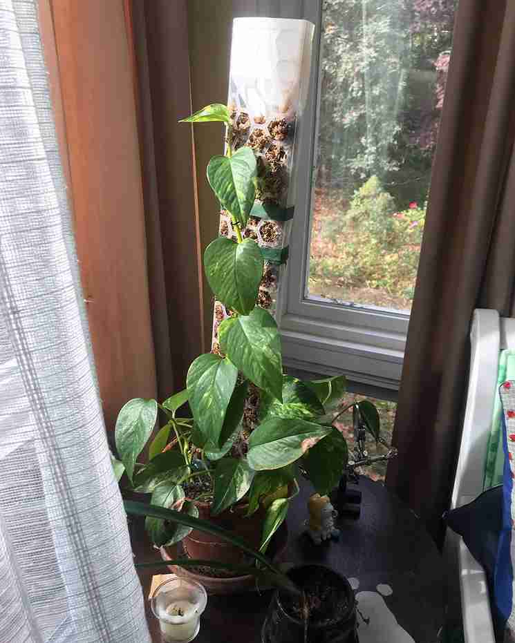 17 Pothos Climbing Ideas to Elevate Your Indoor Jungle 9
