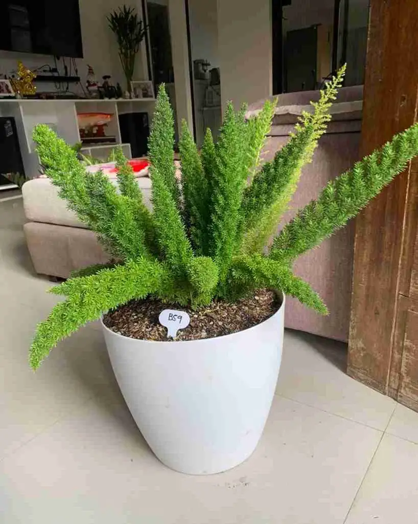 17 Foxtail Fern Ideas to Transform Your Home and Garden 18