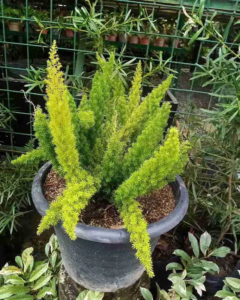17 Foxtail Fern Ideas to Transform Your Home and Garden 2
