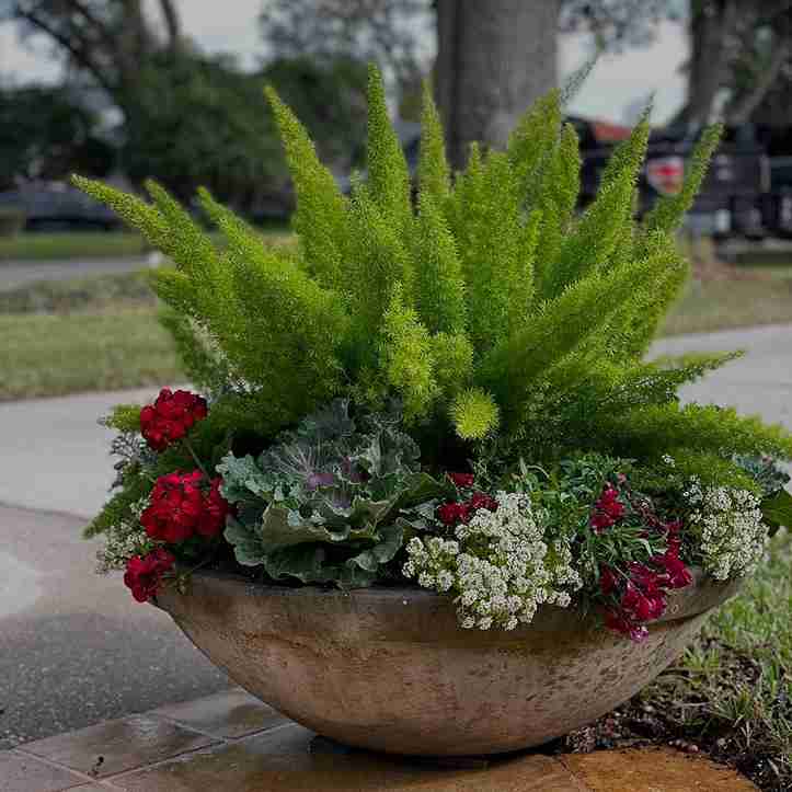 17 Foxtail Fern Ideas to Transform Your Home and Garden 15