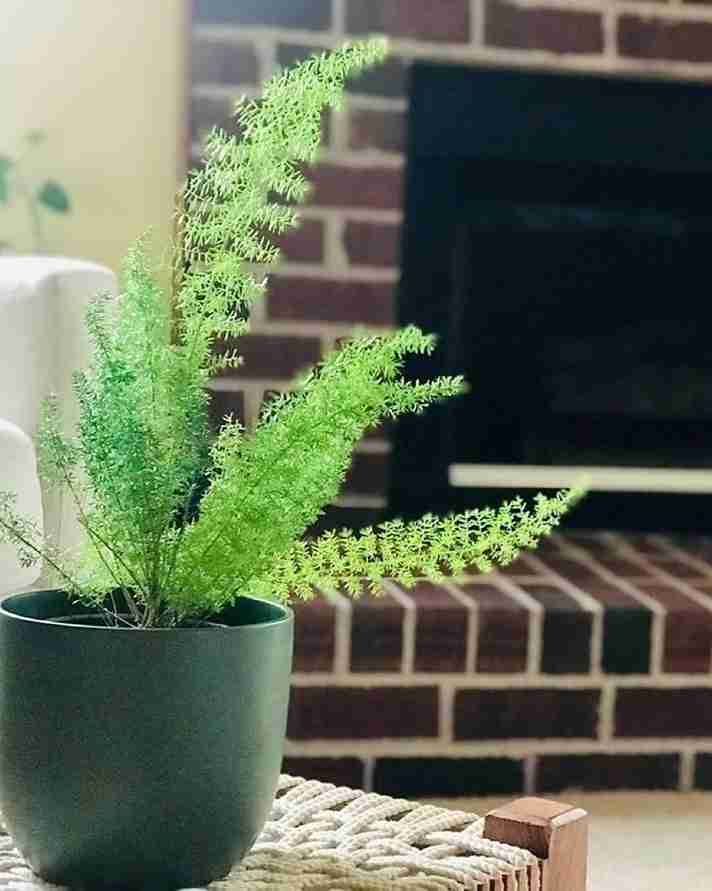 17 Foxtail Fern Ideas to Transform Your Home and Garden 13
