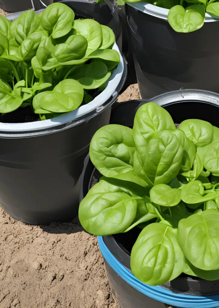 17 Surprising Foods You Can Grow in 5 Gallon Buckets (You’ll Be Shocked!) 12