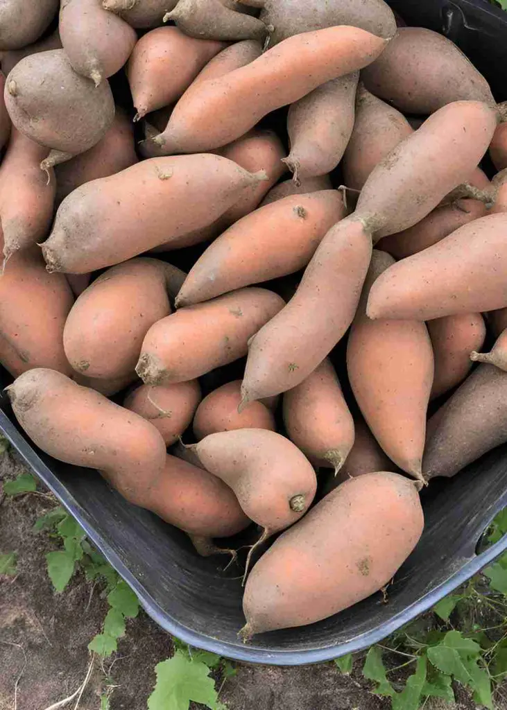 17 Surprising Foods You Can Grow in 5 Gallon Buckets (You’ll Be Shocked!) 18