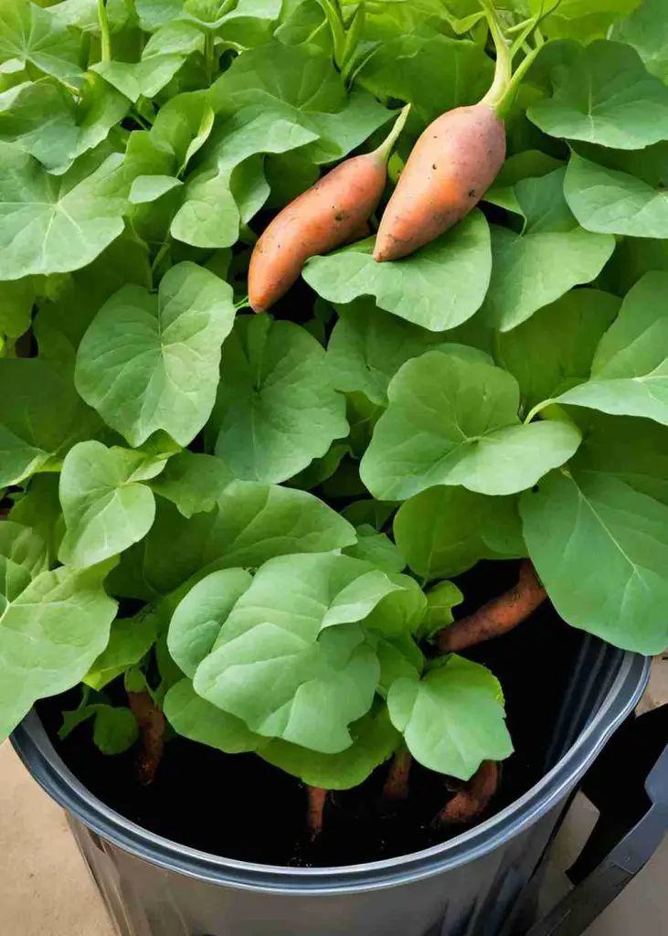 17 Surprising Foods You Can Grow in 5 Gallon Buckets (You’ll Be Shocked!) 17