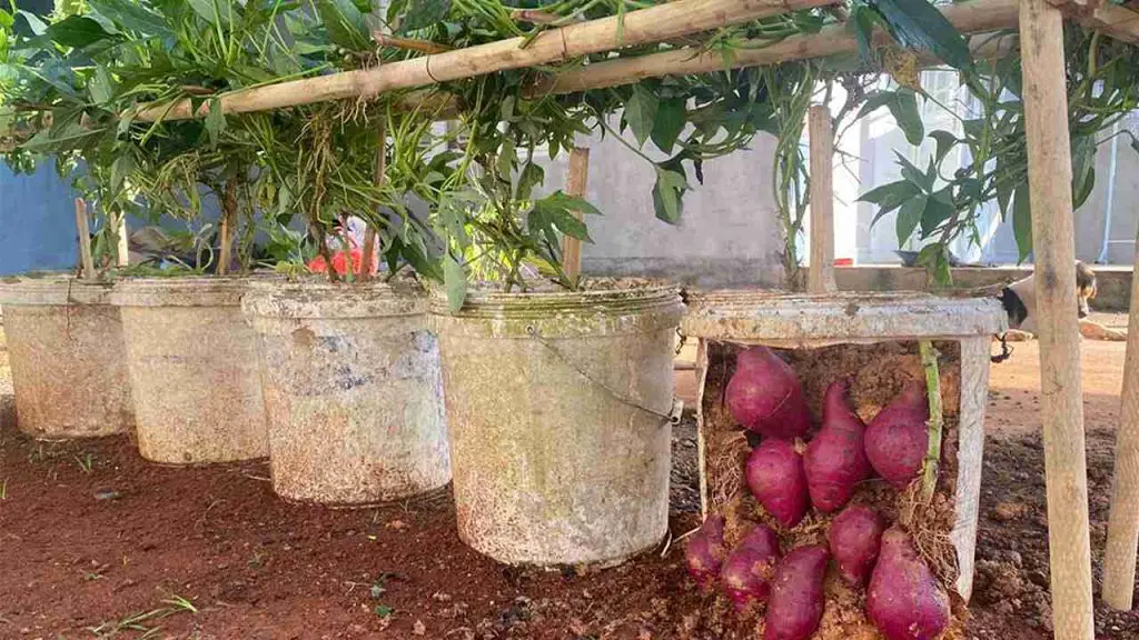 21 Best Vegetables for Bucket Gardening 22
