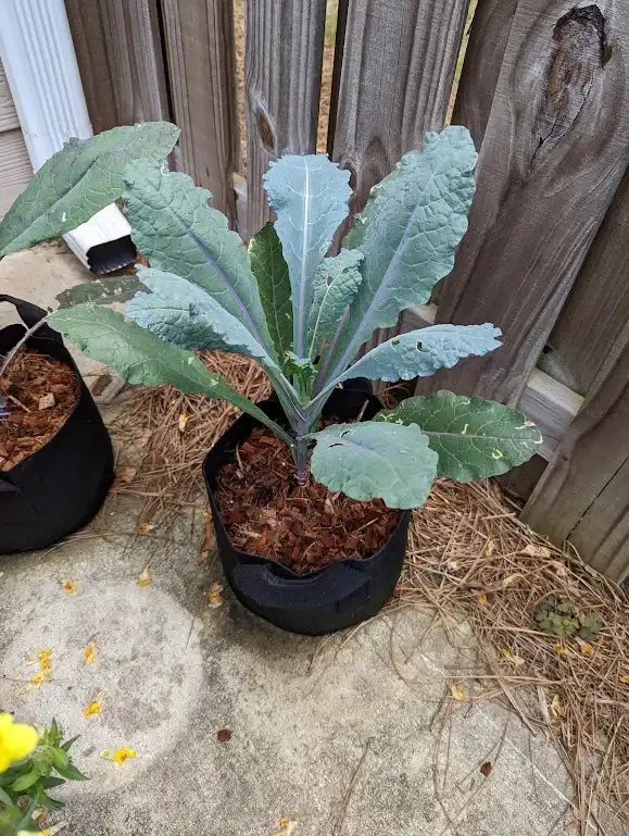 21 Best Vegetables for Bucket Gardening 12