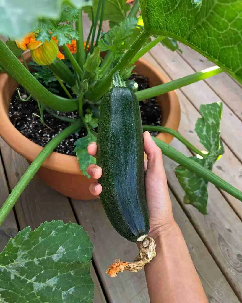 21 Best Vegetables for Bucket Gardening 10