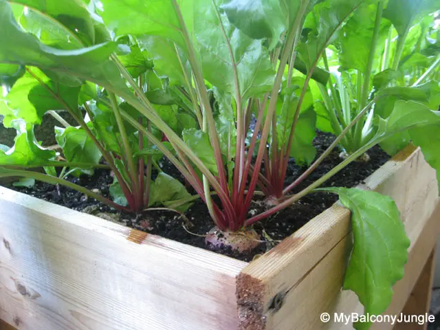 21 Best Vegetables for Bucket Gardening 11