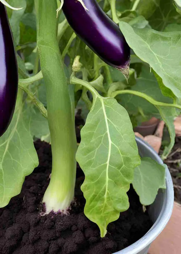 17 Surprising Foods You Can Grow in 5 Gallon Buckets (You’ll Be Shocked!) 22