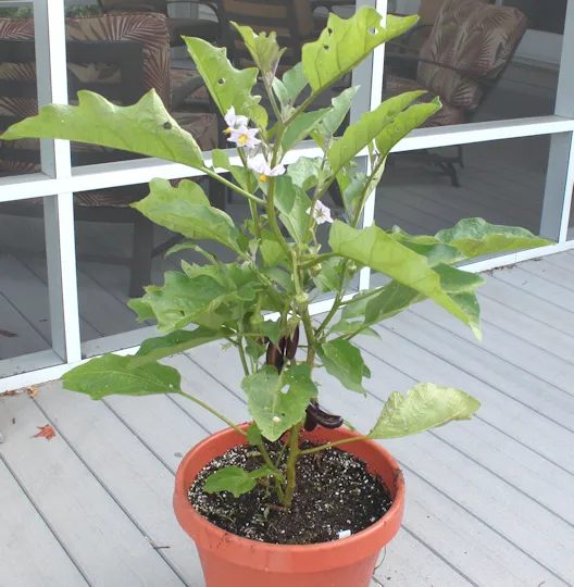 21 Best Vegetables for Bucket Gardening 21