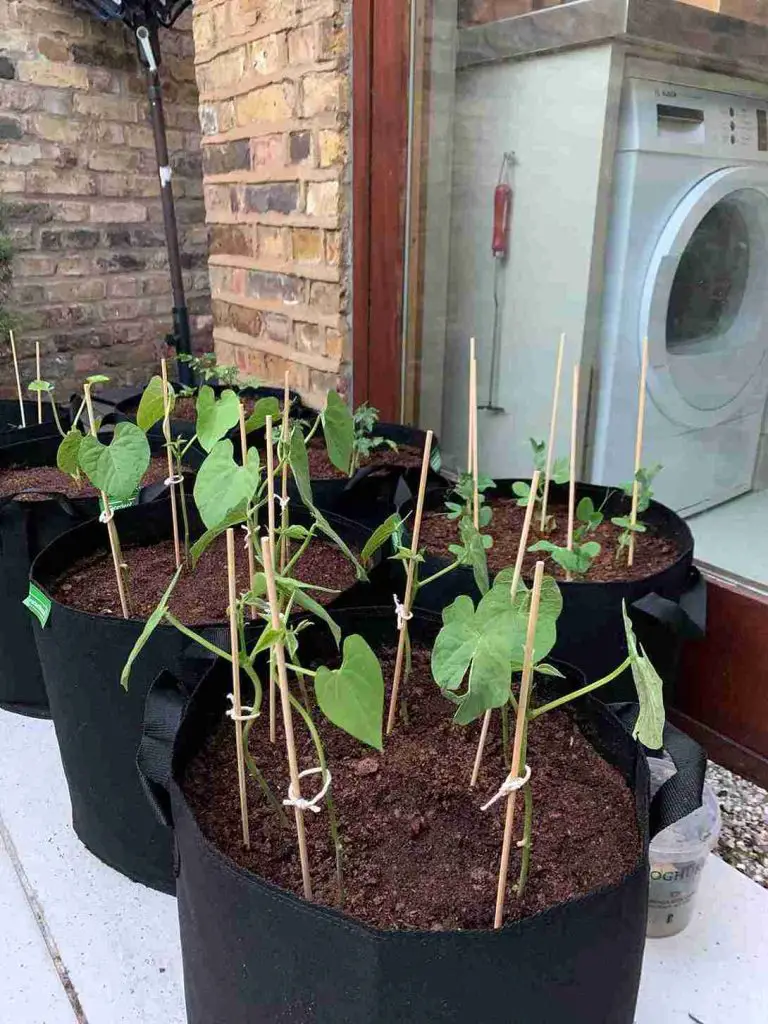 21 Best Vegetables for Bucket Gardening 19