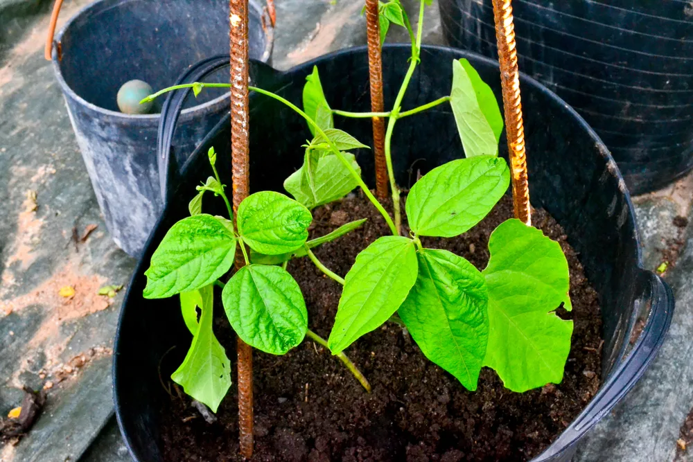 17 Surprising Foods You Can Grow in 5 Gallon Buckets (You’ll Be Shocked!) 15