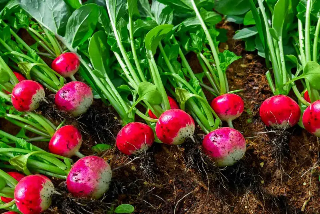 21 Best Vegetables for Bucket Gardening 7