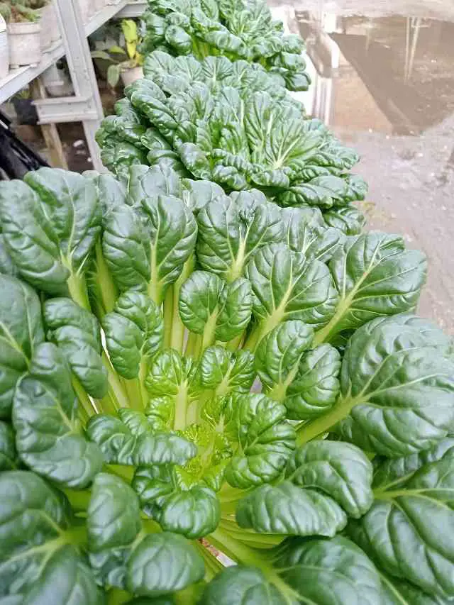 21 Best Vegetables for Bucket Gardening 16