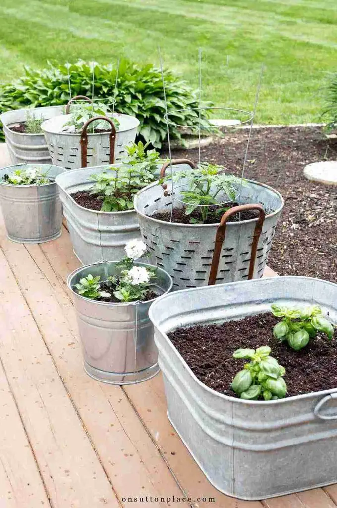 21 Best Vegetables for Bucket Gardening 15