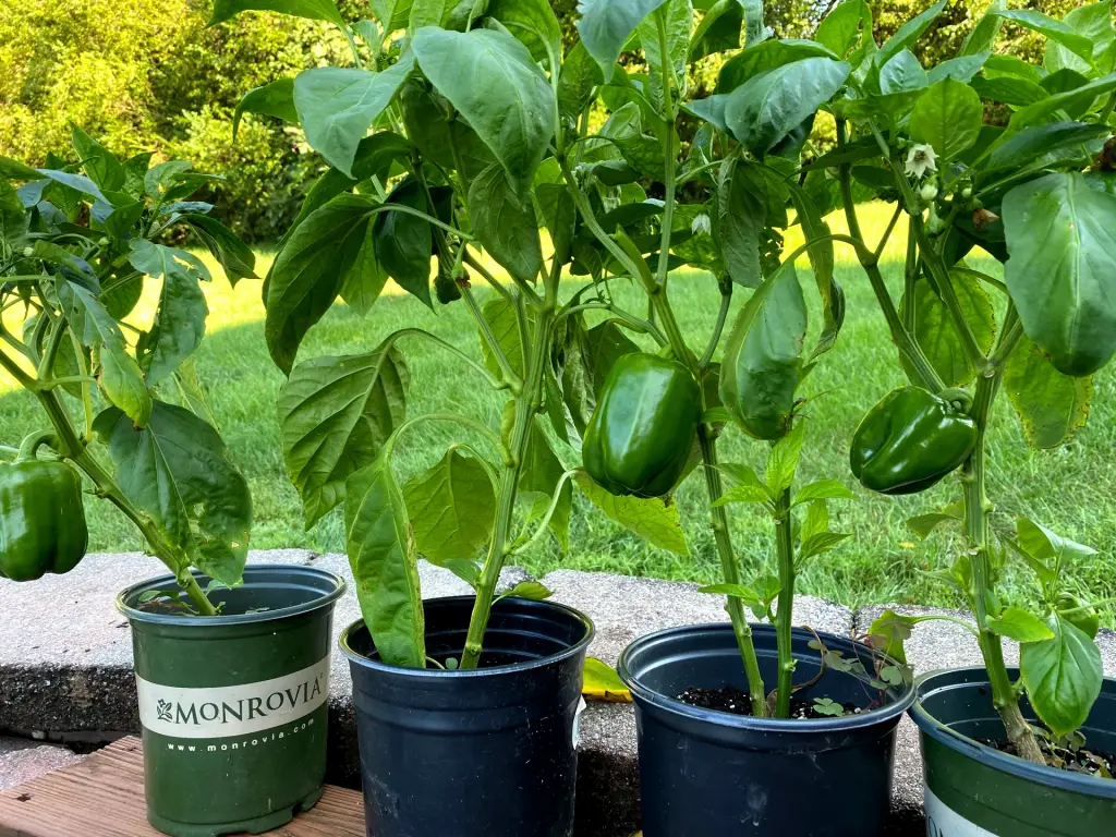 21 Best Vegetables for Bucket Gardening 3