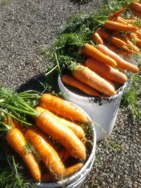 17 Surprising Foods You Can Grow in 5 Gallon Buckets (You’ll Be Shocked!) 10