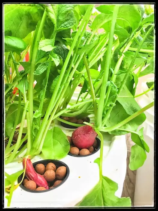 17 Surprising Foods You Can Grow in 5 Gallon Buckets (You’ll Be Shocked!) 7
