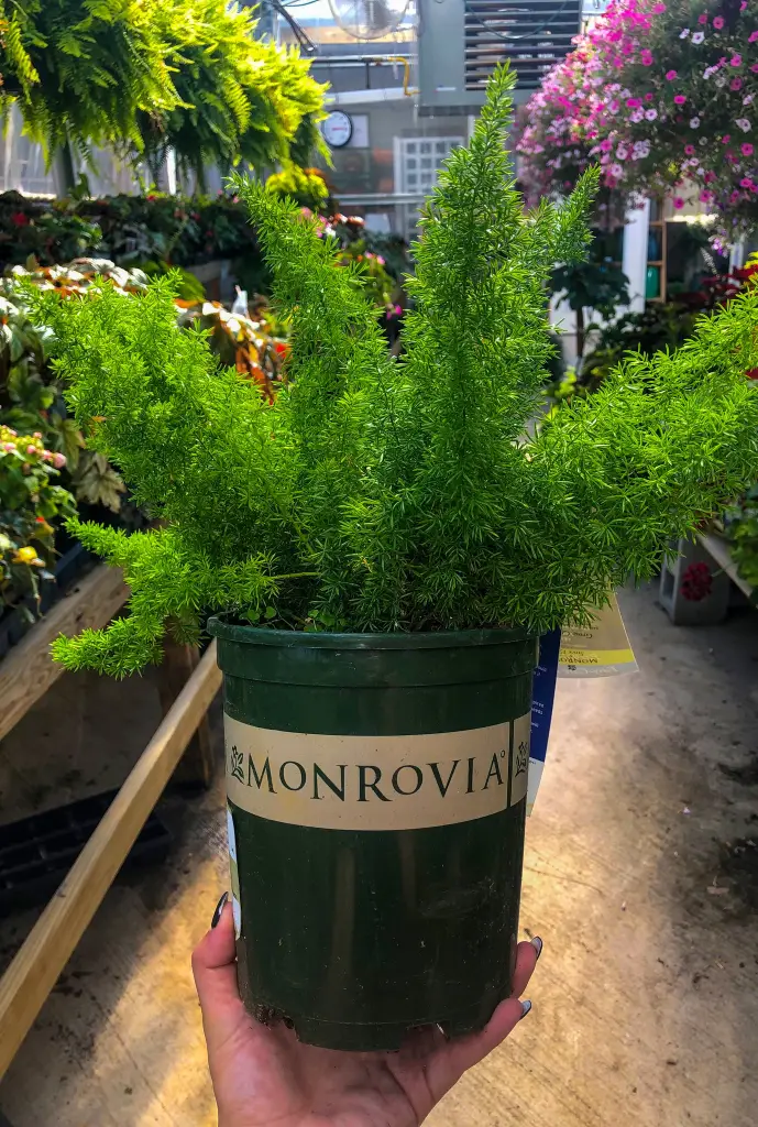 17 Foxtail Fern Ideas to Transform Your Home and Garden 9