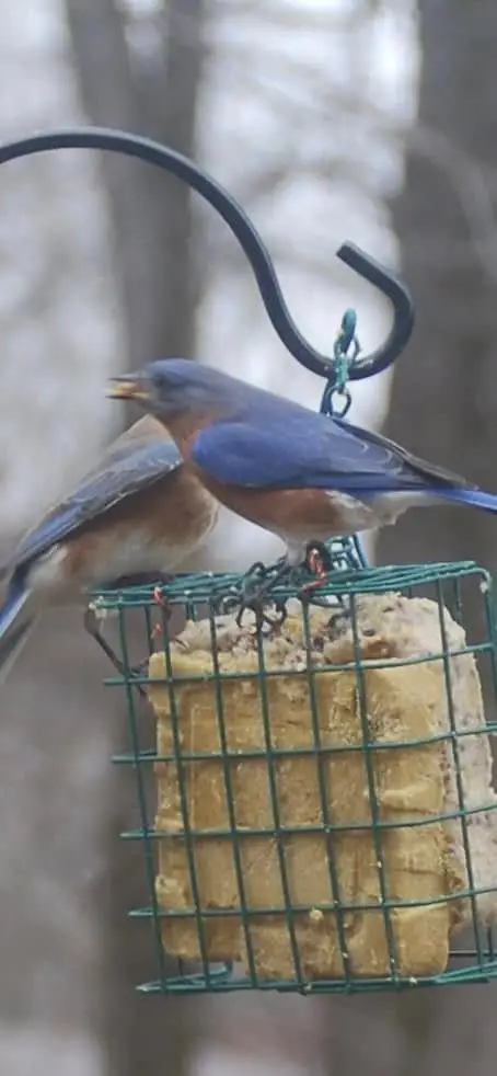 13 DIY Bird Feeder Station Ideas to Transform Your Backyard 6