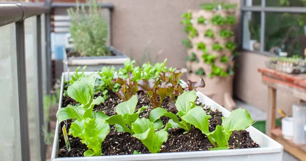21 Best Vegetables for Bucket Gardening 4